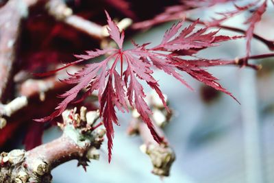 Close-up of red flowering plant