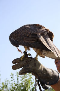 Low angle view of eagle perching on tree against sky