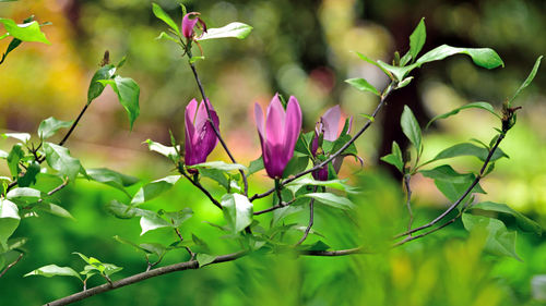 Close-up of purple flowering plants