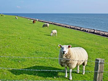 Sheep in a field by sea