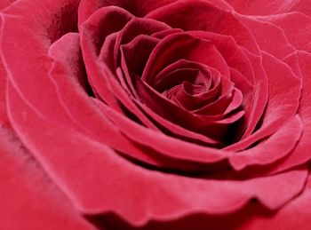 Macro shot of red rose