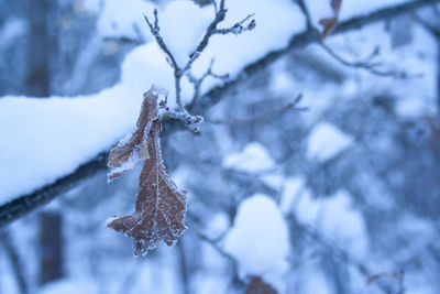 Close-up of frozen plant