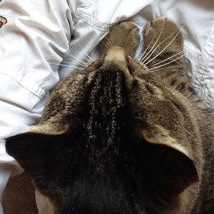 Close-up of a cat sleeping