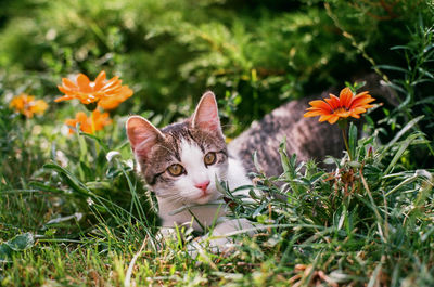 Cat sitting on field