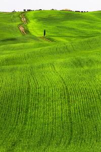 Scenic view of farm against sky