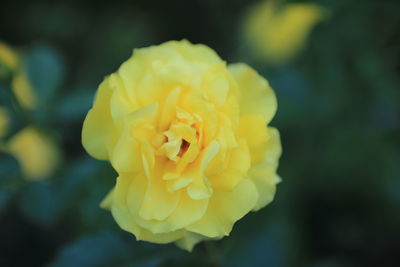 Close-up of yellow flower blooming outdoors