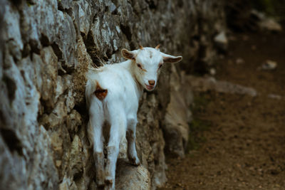 Portrait of a little goat on tree trunk