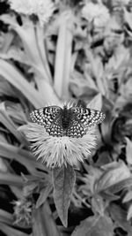 Close-up of wilted flower