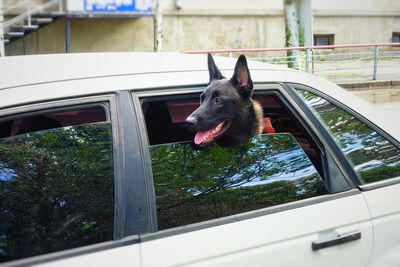 German shepherd dog looking out of back seat window