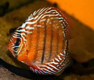 Close-up of snail