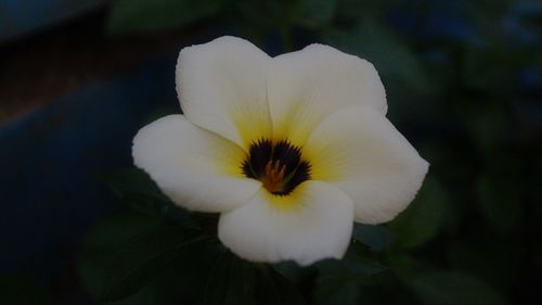 Close-up of white flowering plant