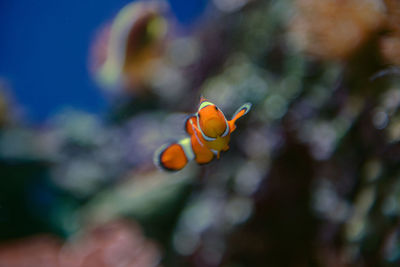 Close-up of clown fish swimming undersea