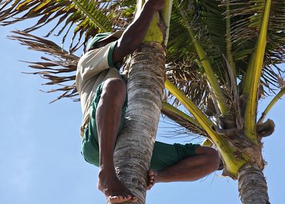 Low angle view of man climbing palm tree against sky