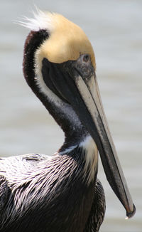 Close-up of pelican