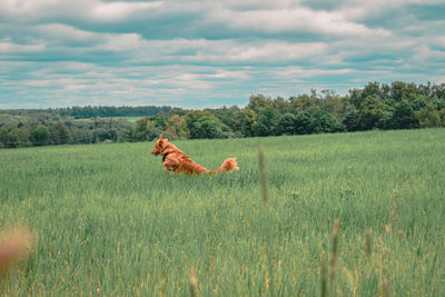 View of a horse on field