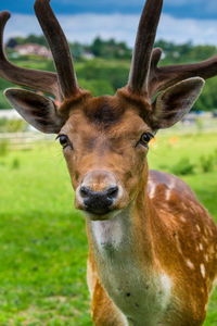 Close up of fallow deer