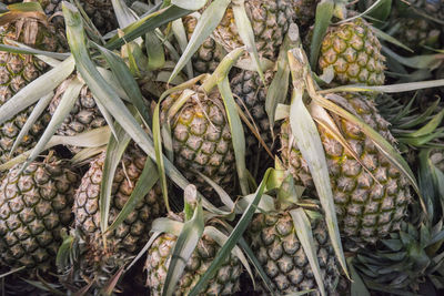 High angle view of fruits growing on plant