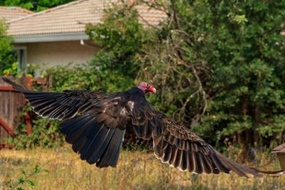 Turkey vulture.