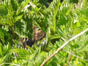 Close-up of bird perching on plant