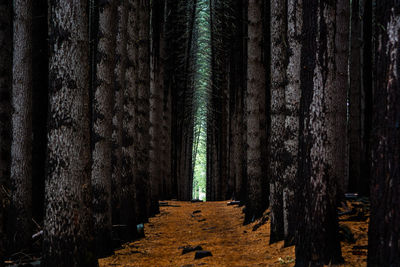 Trees growing in forest