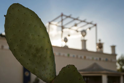 Close-up of prickly pear cactus against clear sky