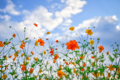 Close-up of orange flowering plants on field