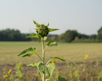 Flower strips with sunflowers on the edges of fields are intended to attract bees and insects