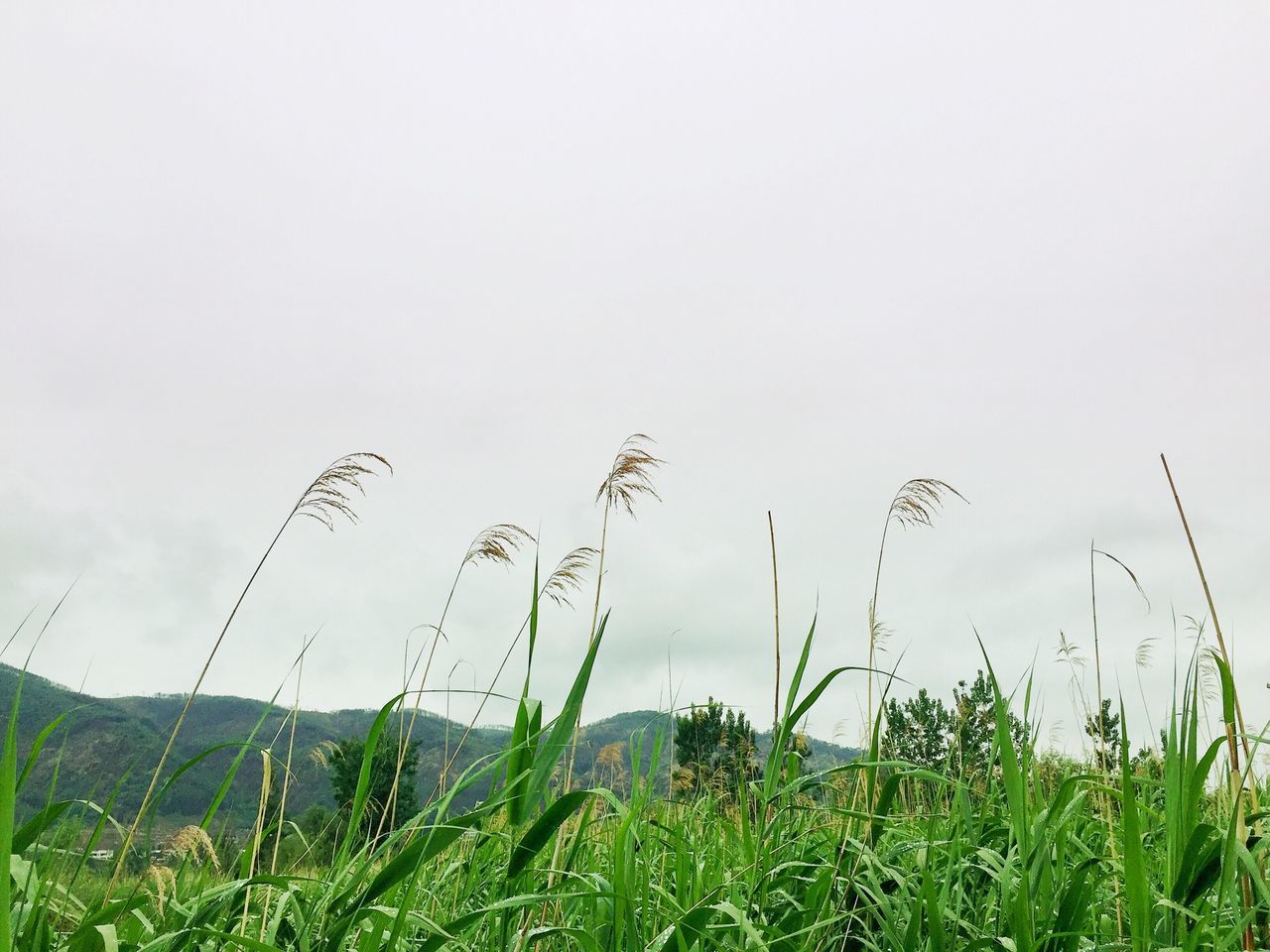 grass, field, landscape, grassy, tranquility, growth, tranquil scene, nature, copy space, plant, clear sky, green color, sky, beauty in nature, scenics, rural scene, day, no people, non-urban scene, farm