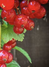 Close-up of red berries growing on plant