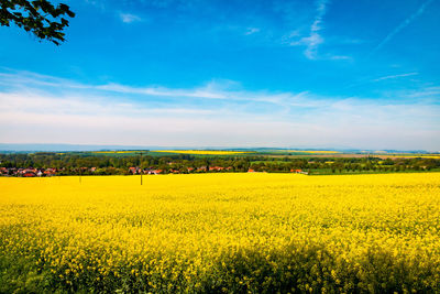 Scenic view of oilseed rape field against sky on sunny day