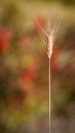Close-up of dandelion against blurred background