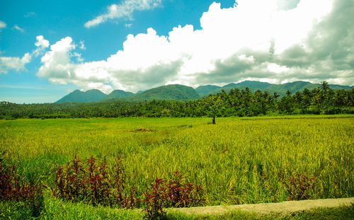 Scenic view of field against sky