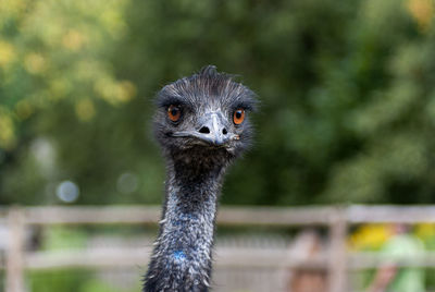 Close-up portrait of a bird