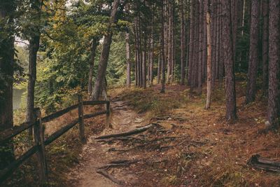 Trees in forest