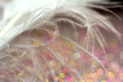 Close-up of feather on plant