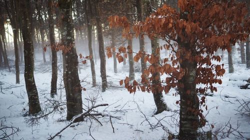 Trees in snow during winter