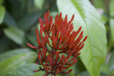 Close-up of red succulent plant