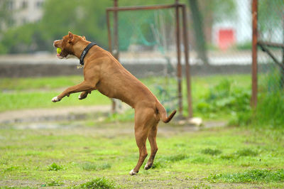 Side view of a dog on field