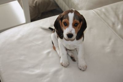 High angle view of puppy on sofa