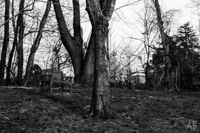 Bare trees on grassy field