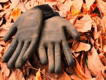 High angle view of autumn leaves