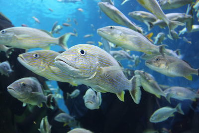 A school of yellow and silver light-colored tropical fish swimming in a blue background underwater.