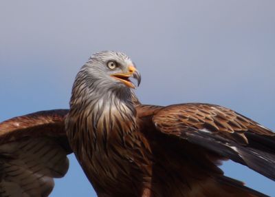 Close-up of a bird against clear sky