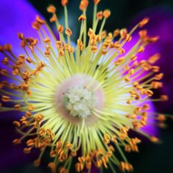 Close-up of passion flower blooming outdoors