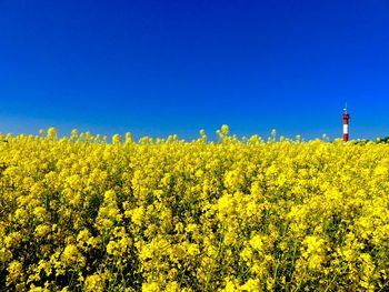 Scenic view of oilseed rape field against clear blue sky