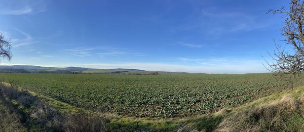 Scenic view of agricultural field against sky