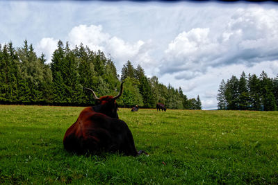 Cow standing on field against sky