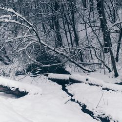 Snow covered trees in winter