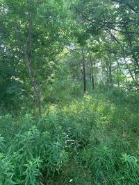Scenic view of trees in forest