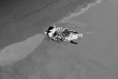 High angle view of duck swimming in lake